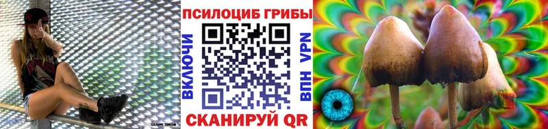 Купить  Сорск  Псилоцибиновые грибы Psilocybe 